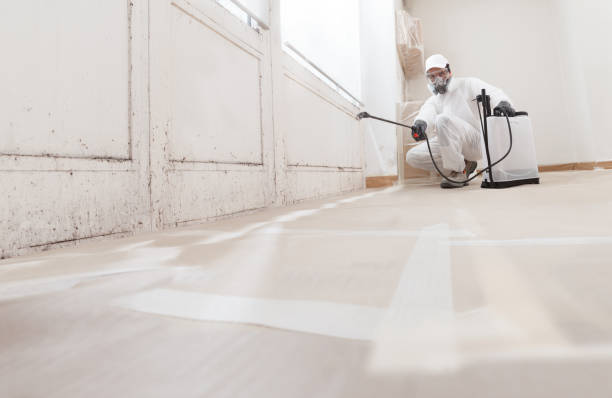 Black mold remediation team in Hudson